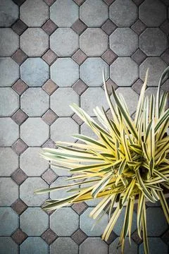 High angle view, Trees in pots on footpath, Pattern background Fotos de archivo