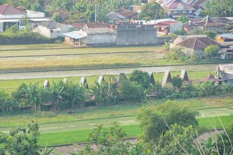High angle view of triangular A-frame huts lined up next to green rice fields. Foto stock