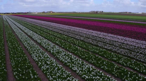 High angle view on tulips in flower field Stock Footage 63442177