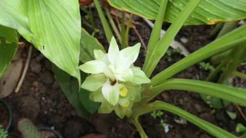 High Angle view of a Turmeric flower (Curcuma longa) in the garden Video stock 225949268