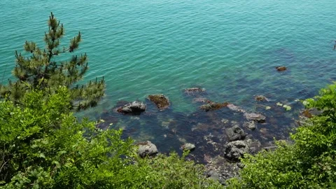 High angle view of turquoise sea and rocks framed by pine trees at Haeundae Vídeo Stock 336664624