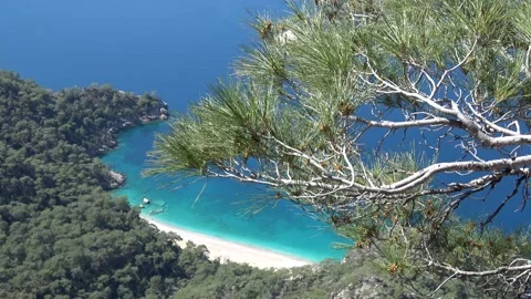 High-angle view of turquoise secluded sandy beach through pine trees 2 库存影片 333464655