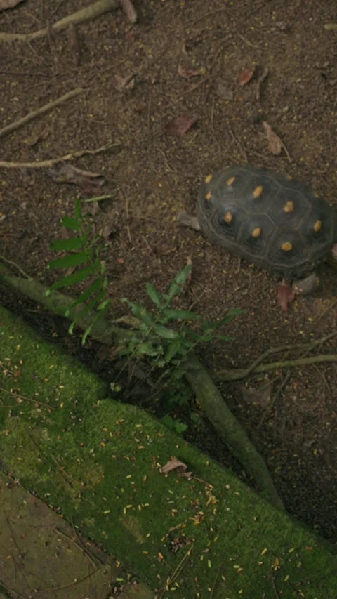 High angle view of turtle with intricate shell. 動画素材 330274392