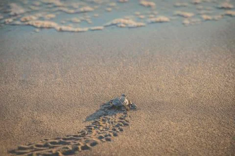 High angle view of turtle moving on beach Stock Photos