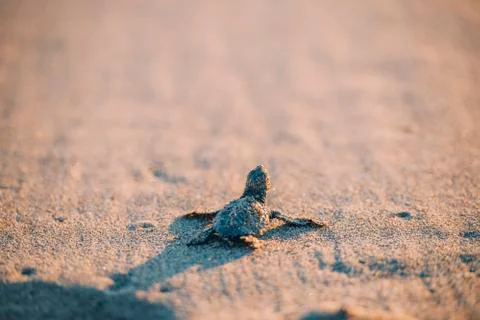 High angle view of turtle moving on beach Foto stock
