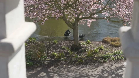 A high angle view of two black swans under a blossoming tree. Stock Footage 126942795