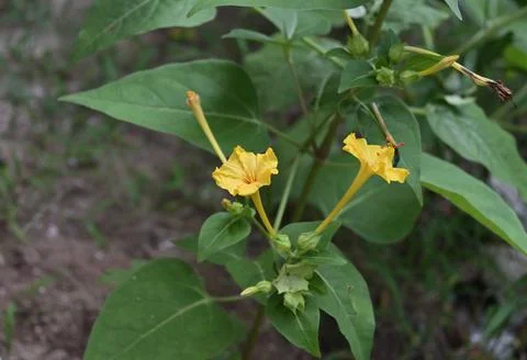 High angle view of the two blooming yellow flowers of the Marvel of Peru Foto stock