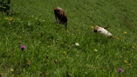 High angle view of two cows grazing in field with wildflowers. Stock Footage 86757212