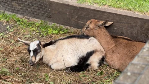 High angle view of two cute baby goats resting on dry grass 動画素材 346164428