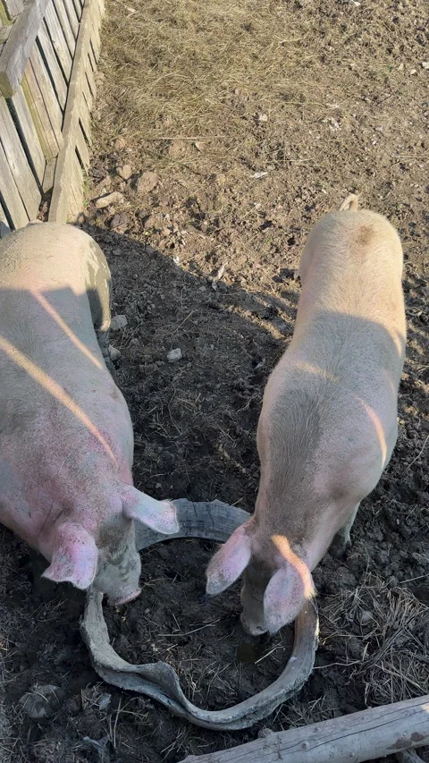 High-angle view of two large pink pigs resting in a muddy outdoor pen on a Stock Footage 314999082