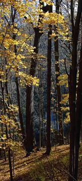 High angle view of the valley of maple trees in autumn. Stock Photos