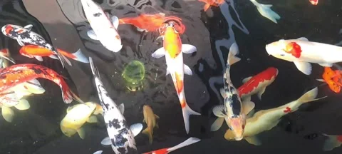 High Angle View of Various Colorful Nishikigoi Koi Fish Swimming Together Stock Footage 346605164