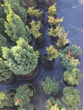 High angle view of various juniper and conifer potted seedlings at garden nur 写真素材
