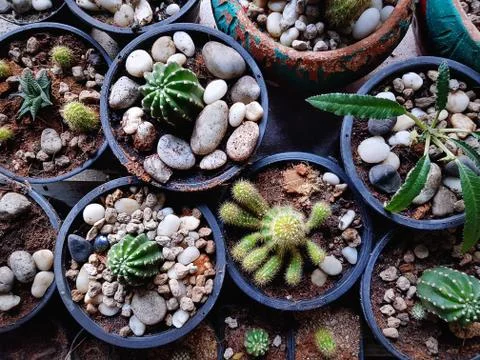 High Angle View of Various Kinds of Succulent Plants in Small Pots Foto stock