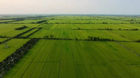 High angle view of vast cultivated flat rice farmlands in Asia Vídeos de archivo 335856049