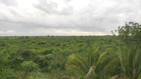 High Angle View of Vast Green Tropical Jungle Horizon Under Cloudy Sky Stock Footage 344690122