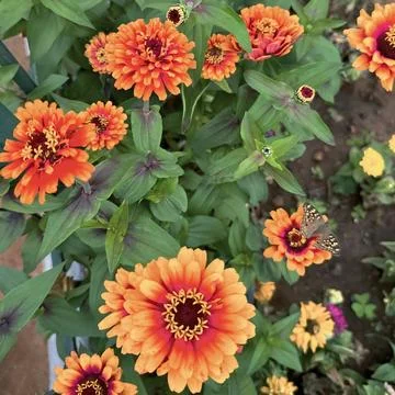 High angle view of vibrant orange and pink zinnia flower bed with perched butter Stock Photos