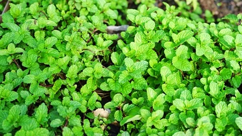 High Angle View of Vibrant Peppermint Herb Growing in Soil Stock Footage 340266491