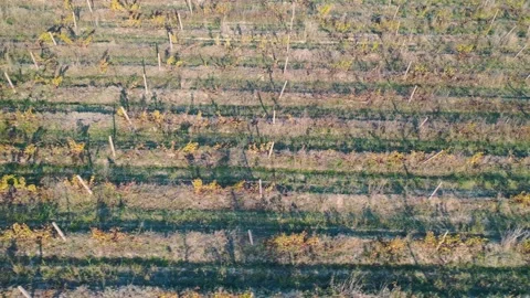 High angle view of vineyard Stock Footage 289733251