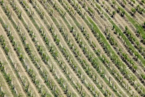 High angle view of vineyard Stock-Fotos
