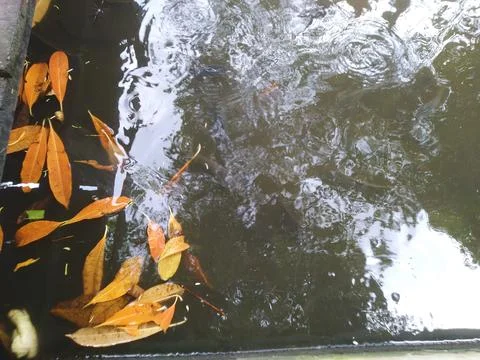 A high-angle view of a water feature filled with autumn leaves and fish Stock Photos
