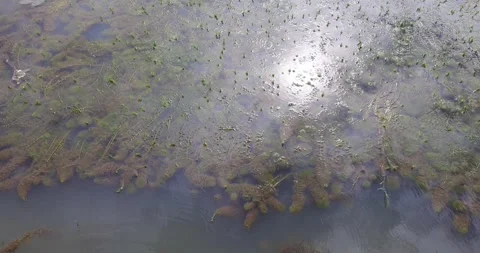 A high-angle view of the water surface filled with various aquatic plants. Video stock 314894425