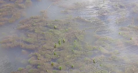 A high-angle view of the water surface filled with various aquatic plants. Stock Footage 314897631