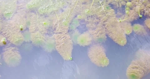 A high-angle view of the water surface filled with various aquatic plants. Video stock 314920429