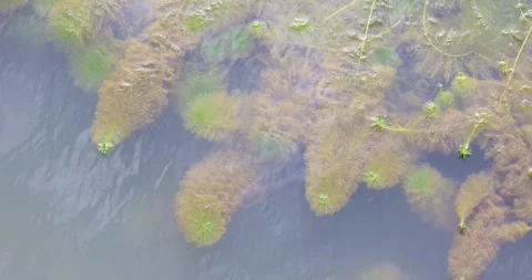 A high-angle view of the water surface filled with various aquatic plants. Video stock 314920796