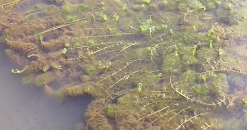 A high-angle view of the water surface filled with various aquatic plants. Stock Footage 314928016
