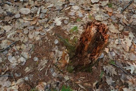 High-angle view of a weathered tree stump surrounded by autumn leaves pine Фото