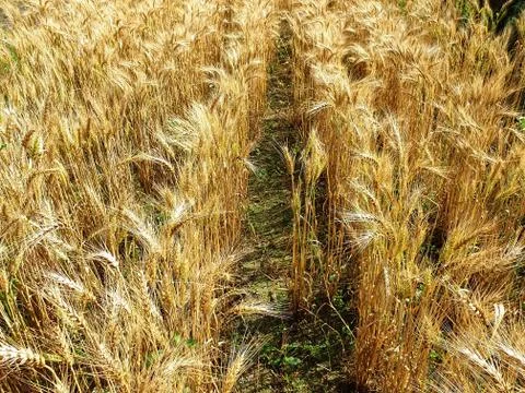 High angle view of wheat field in summer season Foto stock