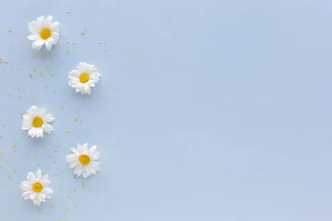 High angle view white daisy flowers pollen arranged blue background. High Stock Photos