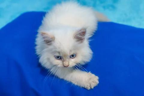 High Angle View of White Kitten Reaching Paw on Blue Backdrop 스톡 사진