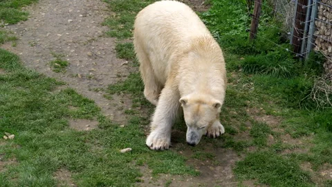 High angle view of white polar bear walking and sniffing grass. Stock Footage 340498267
