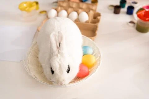 High angle view white rabbit Stock Photos