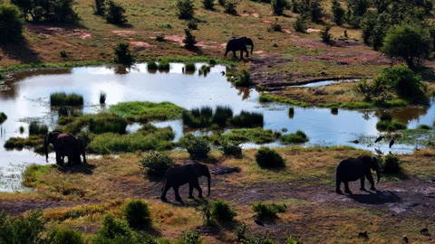 High angle view of wild elephants roaming the vast African bushveld savanna. Stock-Footage 332600693