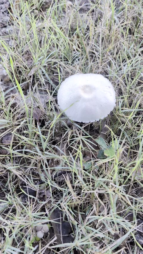 High angle view of a wild mushroom 動画素材 348086307