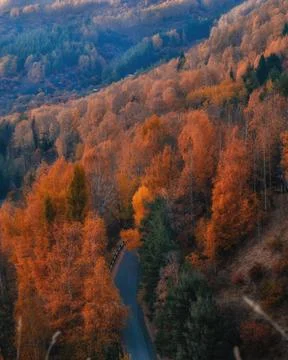 High angle view of a winding asphalt road passing through a dense autumn moun Stock Photos