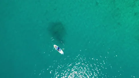 High angle view of a woman standup paddleboarding Stock Footage 219953158