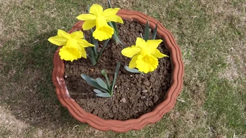 High angle view of yellow daffodils in pot Stock Footage 282174642