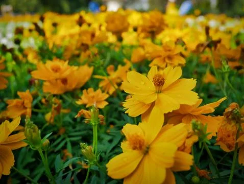High Angle View of Yellow Flowers Field Foto stock