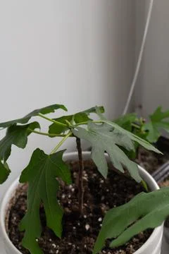High angle view of a young fig sapling showing green textured leaves in a pot Fotos Stock