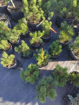 High angle view of young pine tree seedlings in plastic pots at garden nurser 写真素材