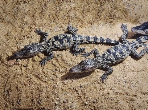 High Angle View of Young Small Crocodiles on the Sand Stock Photos
