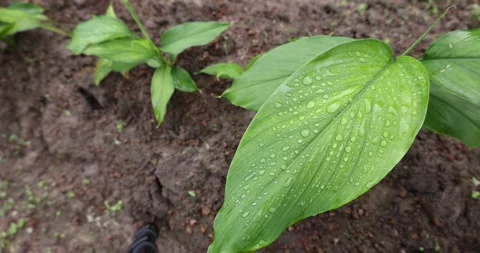 High-angle view of young turmeric or Curcuma longa green plant. Vídeos de archivo 343212319