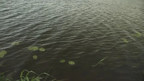 High angle of water rippling in the wind with some water grass in foreground Stock Footage 161152697