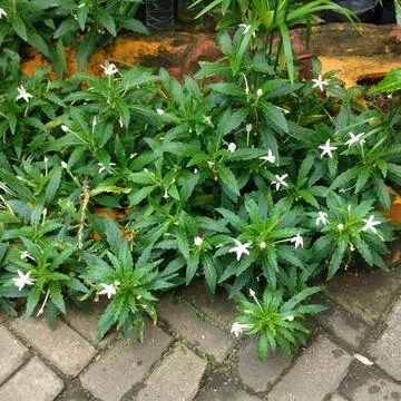 High angle of white flowers Stock Photos