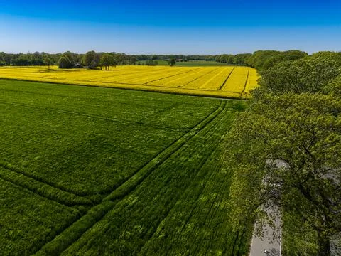 High angle wide horizontal aerial drone photograph of vibrant yellow rapeseed Stock Photos