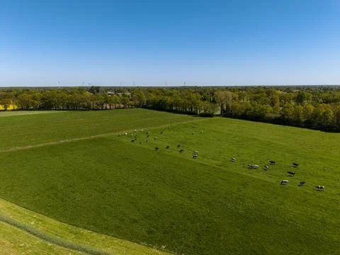 High angle wide horizontal aerial drone photograph of grazing dairy cows Stock Photos